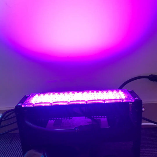 100w Pink Floodlight